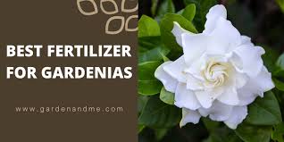 Top 7 Best Fertilizer For Gardenias In 2022