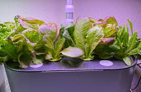 Indoor Hydroponics Introduction To
