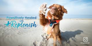 replenish natural paw healing solution