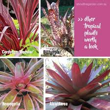 Tropical Plants For Any Climate About