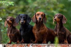 dachshund breeders in texas top 9