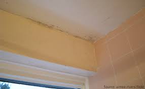 what are the levels of mold damage