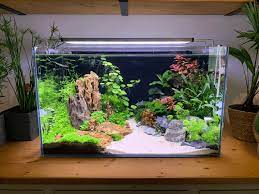 5 best tank decor ideas you can try