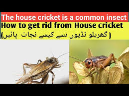 The House Crickets Are Common Insects
