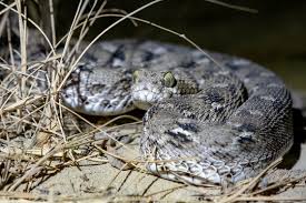 saw scaled viper images browse 160