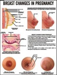 Breast Changes In Pregnancy For Nursing Chart