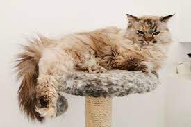 what s the best material for a cat tree