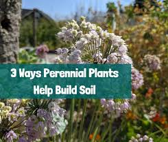 We did not find results for: 3 Ways Perennial Plants Help Build Soil Growing With Nature
