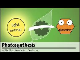 Photosynthesis Updated