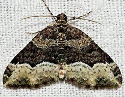 moth photographers group euphyia