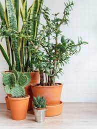 12 Tall Succulent Plants That Can Grow