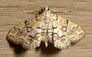 pyralid moth