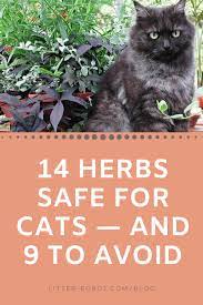 14 Herbs Safe For Cats And 9 To Avoid
