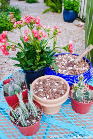 Succulent Cactus Soil Mix Homemade
