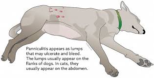 How many ribs does a cat have? Panniculitis Vca Animal Hospital