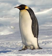 Ne plus confondre] Manchots et pingouins | Planet-Vie