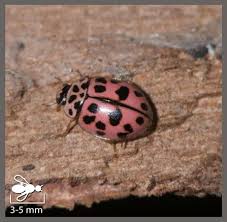coccinelle rose oenopia conglobata