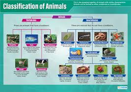 Classification Of Animals Science Posters Gloss Paper Measuring 850mm X 594mm A1 Science Charts For The Classroom Education Charts By