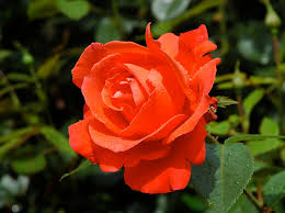 Potatura delle rose per la fioritura autunnale - Gesal.it