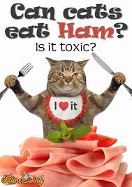 Can my cat eat that? Can Cats Eat Ham 2 Main Benefits Revealed