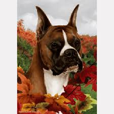 boxer cropped ears fall leaves flag