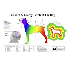 Petmassage Chart 7 Chakra Energy Levels Of The Dog