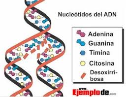 Resultado de imagen para nucleÃ³tidos de ARN y ADN.