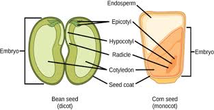 Bean Seed And Corn Seed Plant Science Parts Of A Seed