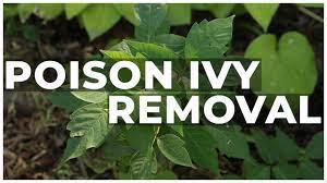 remove poison ivy from your garden