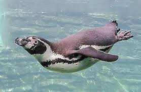 Structures as different as human arms, bat wings, and dolphin flippers contain many of the same what term best describes the relationship of the bones in the forelimbs of penguins and seals, and it must be homologous to some feature in an ancestor. Flipper Anatomy Wikiwand