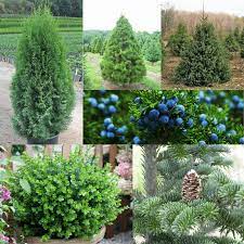 multi seasonal interest plants