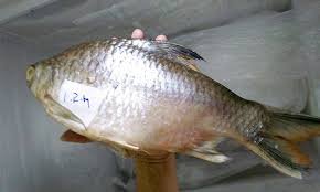 Banyak orang yang lebih memilih memelihara ikan hias dan bukan jenis ikan yang untuk dimakan, karena mereka bahkan bagi mereka yang sangat hobi memelihara/mengoleksi ikan hias, mereka akan mencari berbagai jenis ikan hias air tawar termahal. Ikan Lampam No 4 Termahal Di Sarawak Umpan
