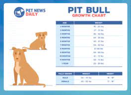 pit bull growth chart how big will