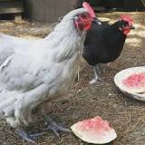 can-chickens-and-ducks-have-watermelon