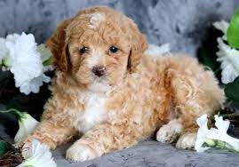 Toy Poodle Puppy Breeders gambar png