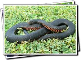Snake Identification