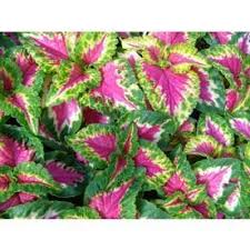 Check out our annual flowers selection for the very best in unique or custom, handmade pieces from our gardening & plants shops. 2 5 Quart S Pot Coleus Annual Plants Plants Flower Planters
