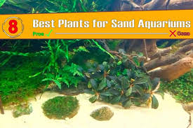 8 best plants for sand aquariums