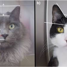It tells people that the cat has been sterilised under a tnr program. Pdf Facial Expressions Of Pain In Cats The Development And Validation Of A Feline Grimace Scale