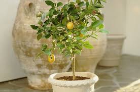 fix curling leaves and save your lemon tree
