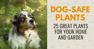 25 Plants That Are Safe For Dogs