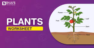 Plants Worksheets Free Able