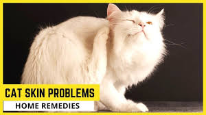 cat skin allergies home remes