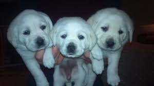 View our up coming english labrador retriever litters! New Litter Of White English Lab Pups Michigan Sportsman Com