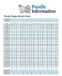 Weight Chart Standard Poodle Bedowntowndaytona Com
