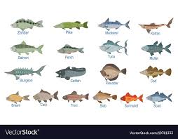 River Fish Identification Slate With Names Vector Image
