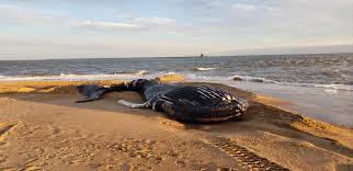 Humpback Whale Washes Up On The Point In Cape Henlopen State