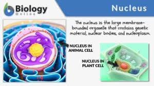 nucleus definition and exles