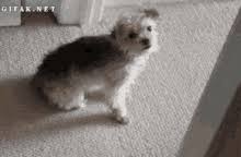 dog scoot gif dog scoot dog