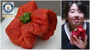 The strawberry weighed 250g, with an approximate height of 8cm, length of 12cm, and circumference of 25 to 30cm. Strawberry Grown In Japan Breaks Weight Record Held For 32 Years Guinness World Records